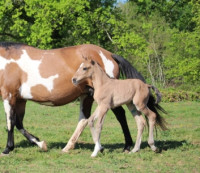 Vente de cheval : Winston du Plantey